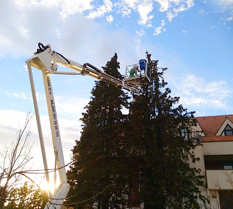 Orezivanje visokog zimzelenog drveća
